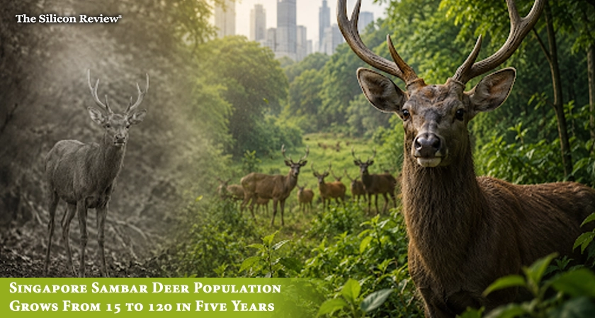 Singapore Sambar Deer Population Grows From 15 to 120 in Five Years